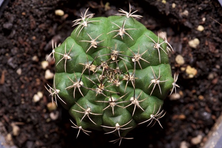 Little cactus plant in a flowerpot.の写真素材