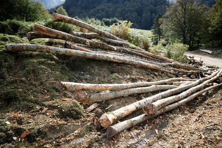 Forestry work in Pyrenees, France.の写真素材