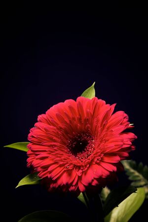 Close-up of a pink flower.の写真素材
