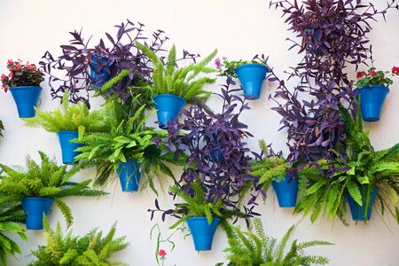Flower pot on a wall, Cordoba, Andalusia in Spain.の写真素材