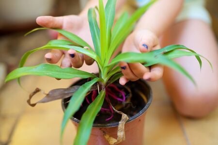 Girl gardener transplanted a plant.の写真素材