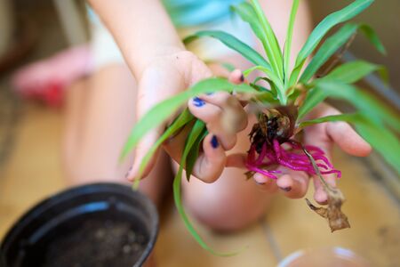Girl gardener transplanted a plant.