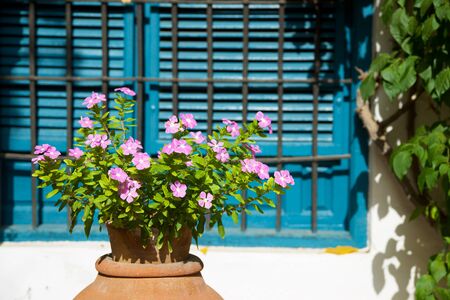 Ornamental plant in a pot, Cordoba, Andalusia in Spain.の写真素材