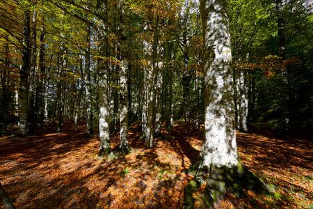Forest in Ordesa National Park, Pyrenees in Huesca Province, Aragon, Spain.の写真素材
