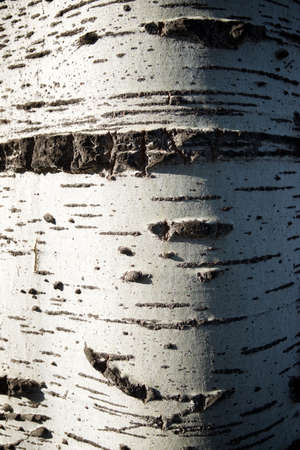 Background created with a close up trunk.の写真素材