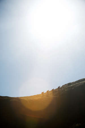 Windmills for electric power production, Zaragoza province, Aragon in Spain.の写真素材