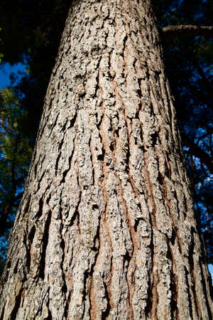 Background created with a close up trunk.の写真素材