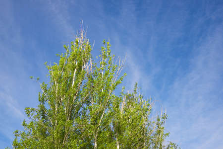 Trees in a park in Zaragoza city, Spain.