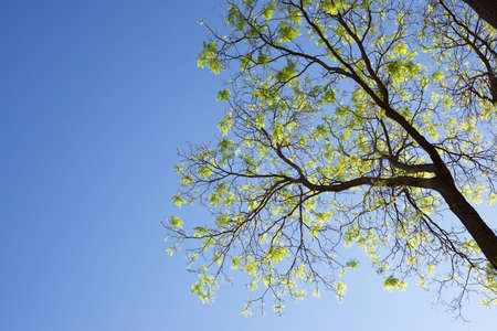 Trees in a park in Zaragoza city, Spain.の写真素材
