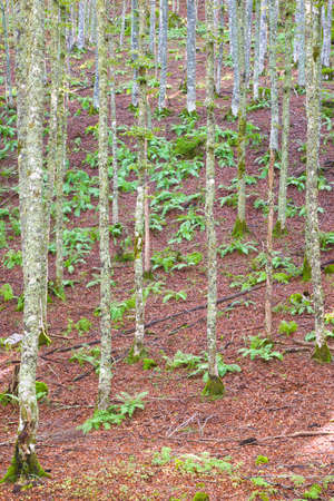 Sansanet forest in Aspe Valley, Pyrenees in France.