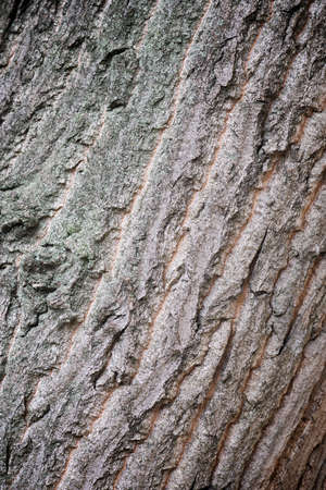 Background created with a close up trunk.