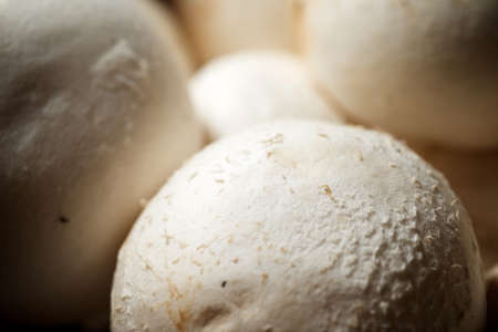 Close-up of white mushrooms.の写真素材