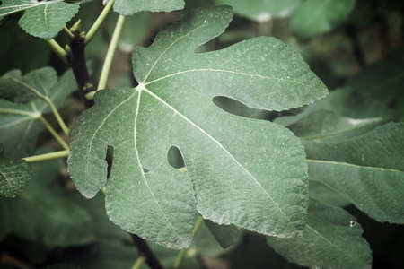 Green leaf close up in a forest.の写真素材