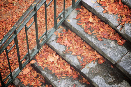 Autumn leaves fallen on a stone staircase.の写真素材