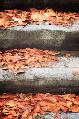 Autumn leaves fallen on a stone staircase.の写真素材