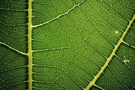 Macro shot of a green leaf.