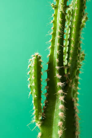 Little cactus plant against green wall.の写真素材