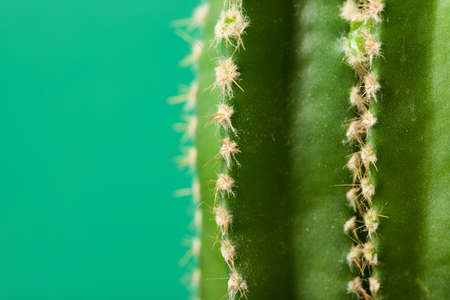 Little cactus plant against green wall.の写真素材