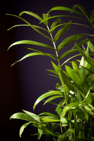 Close up of a little palm tree.の写真素材