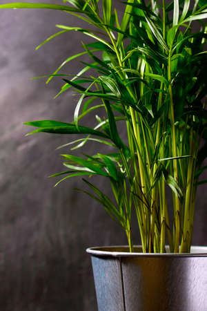 Close up of a little palm tree.の写真素材