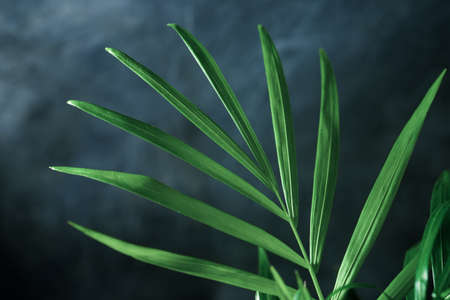 Close up of a little palm tree.の写真素材