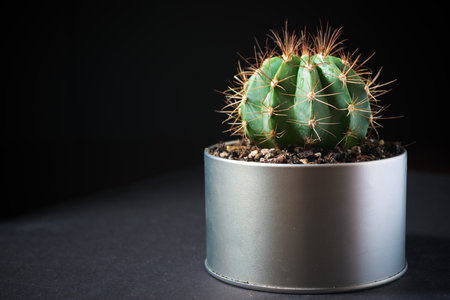 Little cactus plant against black wall.の写真素材