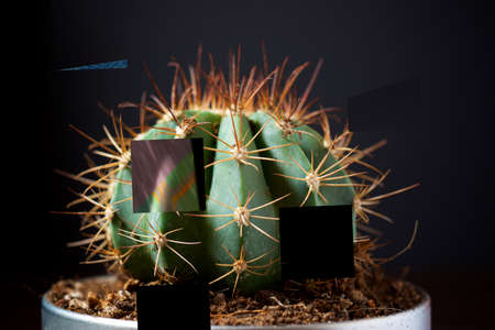 Little cactus plant against black wall.の写真素材
