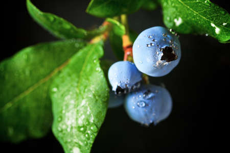 Ripening of blueberries on a slate wall.の写真素材