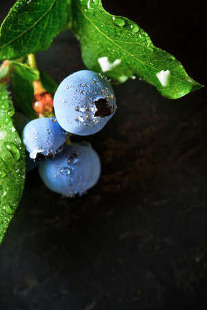 Ripening of blueberries on a slate wall.の写真素材