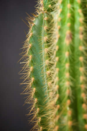 Little cactus plant against gray wall.の写真素材