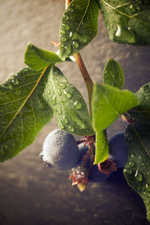 Ripening of blueberries on a slate wall.