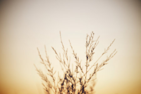 Silhouette of a plant in the province of Huesca, Aragon, in Spain.の写真素材