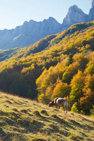 Cow grazing in the Pyrenees, in Anso Valley, Aragon, Huesca province in Spain.の写真素材