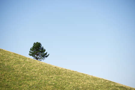Solitary tree on a grassy hill, Pyrenees in France.の写真素材