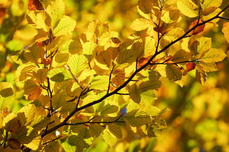 Autumn tree in Anso Valley, Huesca Province in Aragon in Spain.