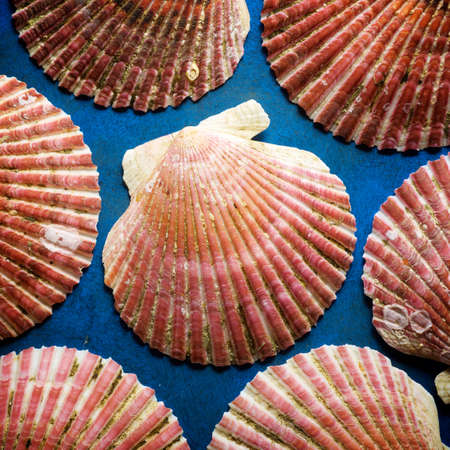 Collection of shells on a blue table.