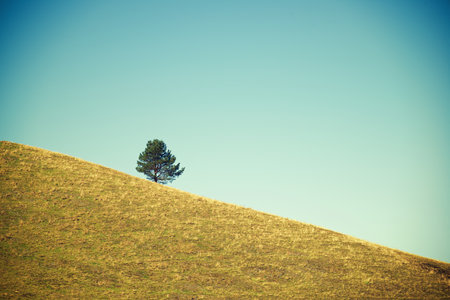 Solitary tree on a grassy hill, Pyrenees in France.の写真素材