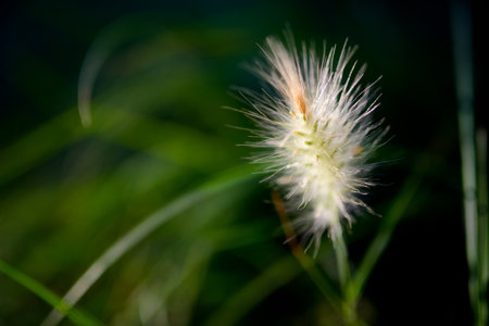 Close up of a cane plant in a park.