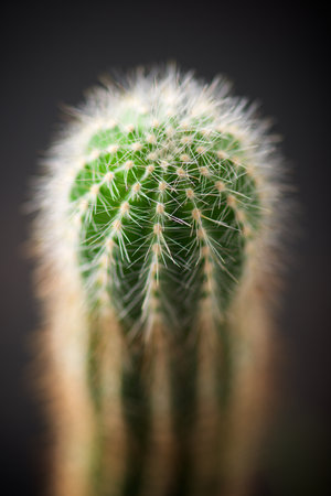 Little cactus plant against black wall.の写真素材