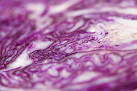 Close-up of a red cabbage cut.の写真素材