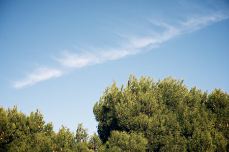 Trees in a park in Zaragoza city, Spain.の写真素材