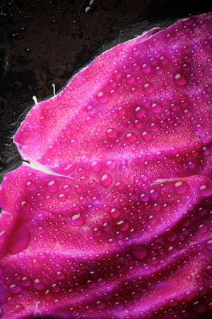 Red cabbage leaf with dropletsの写真素材