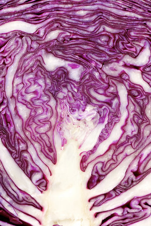Close-up of a red cabbage cut.の写真素材