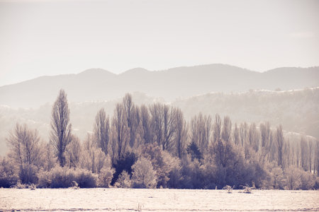 Leafless trees frozen by the winter cold of the Pyrenees.の写真素材