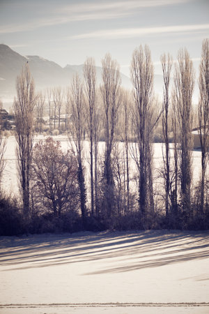 Leafless trees frozen by the winter cold of the Pyrenees.の写真素材