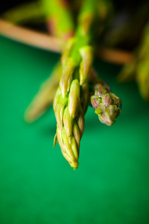 Close-up of a group of wild asparagusの写真素材