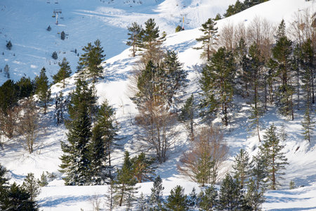 Snowy winter forest in the Pyrenees at Aquitaine in France