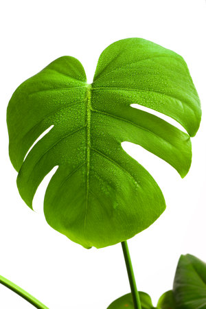 Close up of a monstera leaf and white backgroundの写真素材