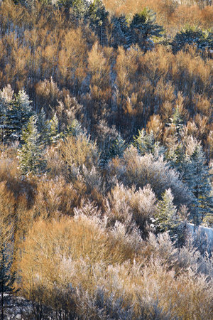 Snowy winter forest in the Pyrenees at Aquitaine in Franceの写真素材