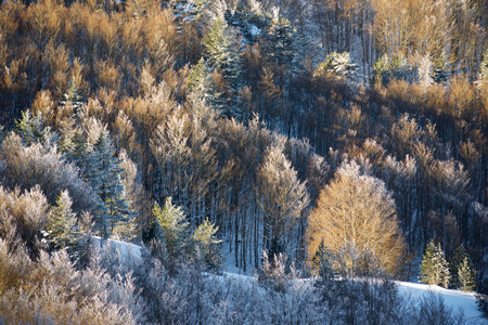 Snowy winter forest in the Pyrenees at Aquitaine in Franceの写真素材